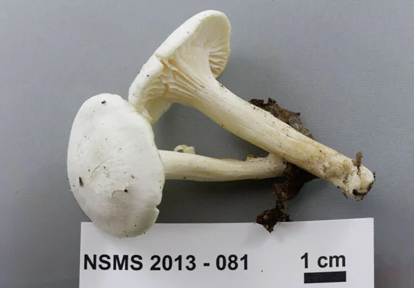 Cuphophyllus virgineus.jpg
