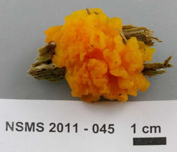 Dacrymyces chrysospermus.jpg