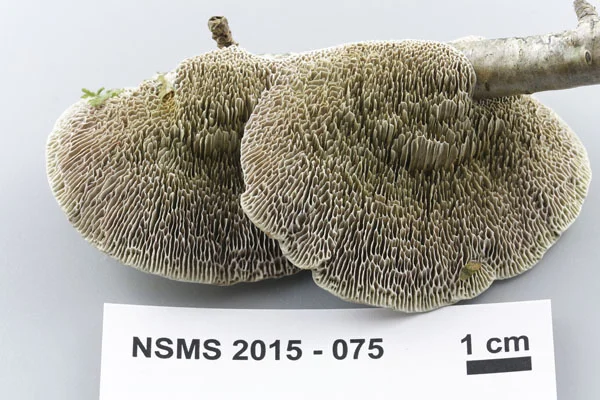 Daedaleopsis confragosa undersides.jpg
