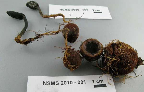 Elaphomyces granulatus.jpg