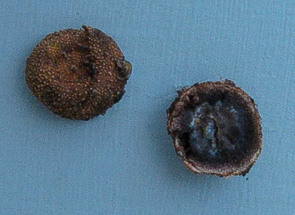 Elaphomyces muricatus.jpg
