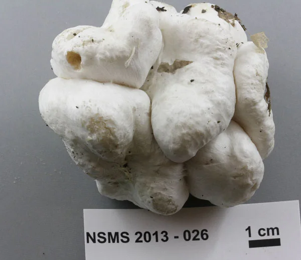Entoloma abortivum.jpg