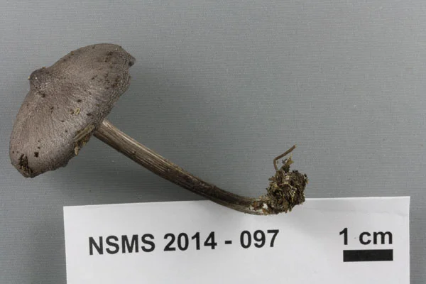 Entoloma porphyrophaeum.jpg