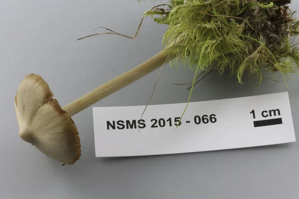 Entoloma strictius cap.jpg