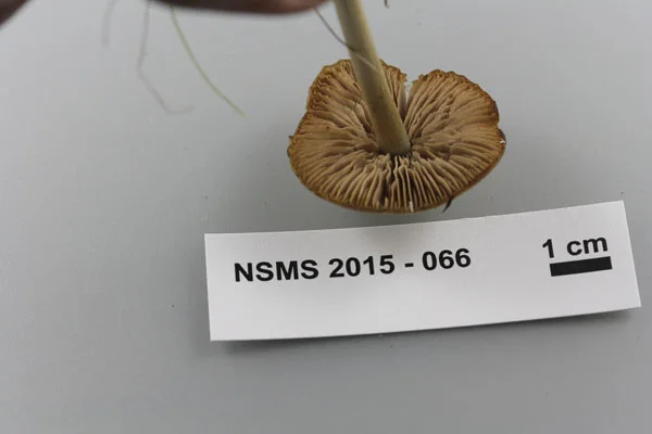 Entoloma strictius gills.jpg
