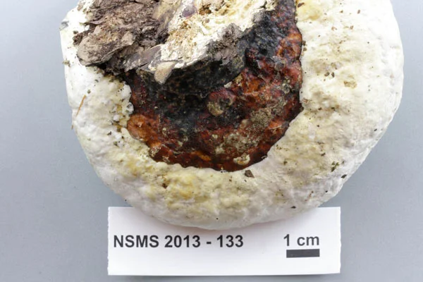 Fomitopsis cajanderi top.jpg