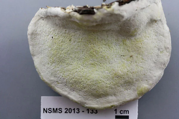 Fomitopsis cajanderi underside.jpg