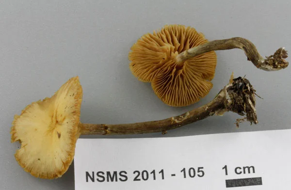 Galerina marginata.jpg