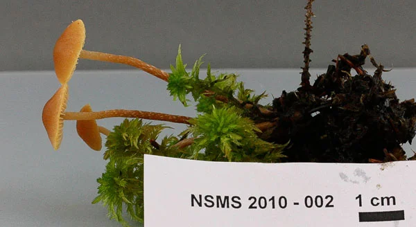 Galerina paludosa.jpg