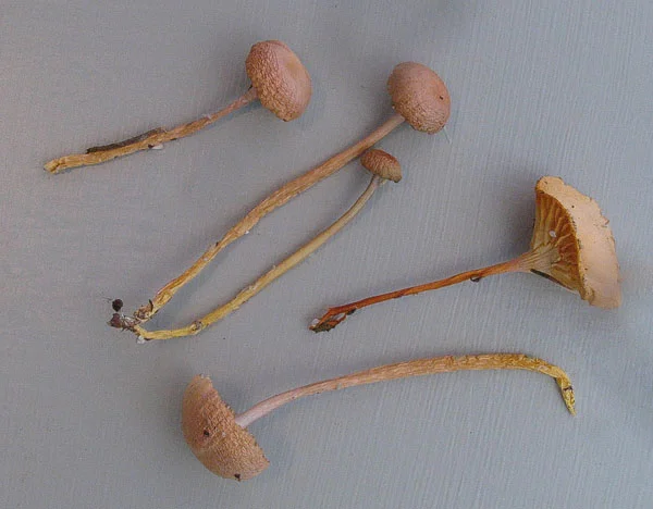 Gliophorus laetus.jpg