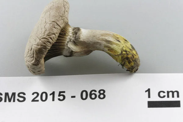Gomphidius glutinosus cap.jpg