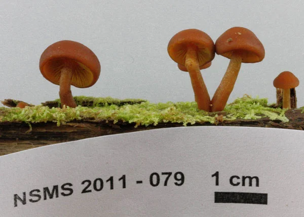 Gymnopilus bellulus.jpg