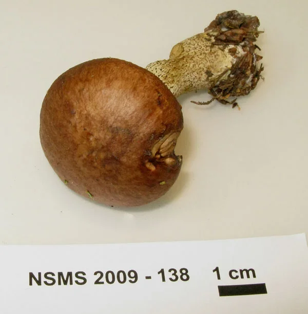 Gyrodon intermedius cap.jpg