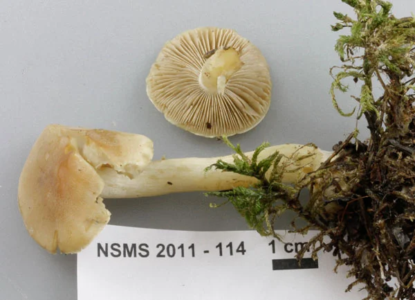 Hebeloma calvinii.jpg