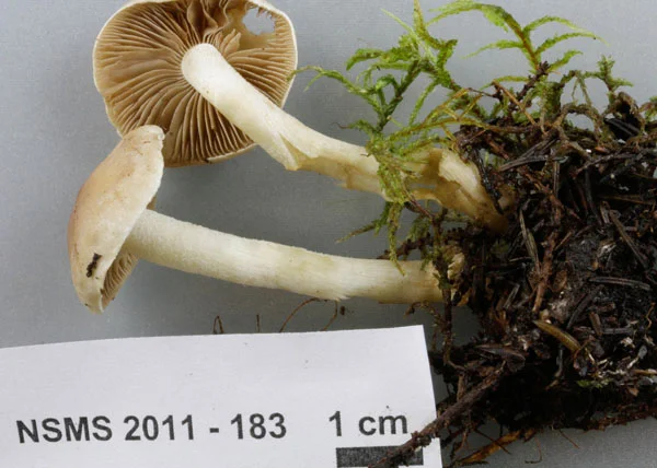Hebeloma crustuliniforme.jpg