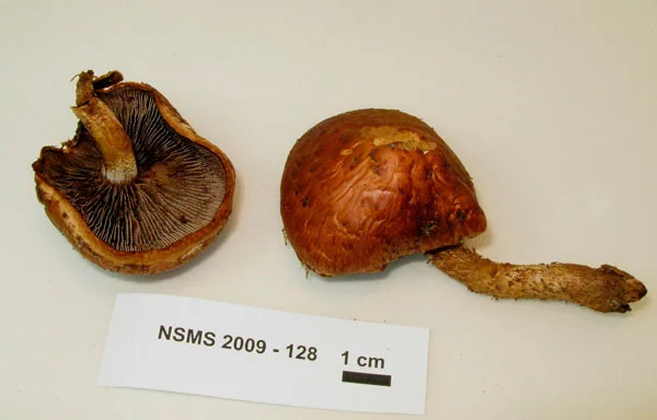 Hemistropharia albocrenulata.jpg
