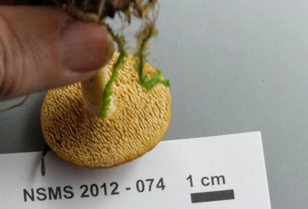 Hydnum umbilicatum gills.jpg