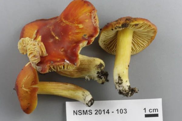 Hygrocybe coccinea.jpg