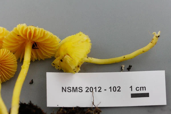 Hygrocybe flavescens.jpg