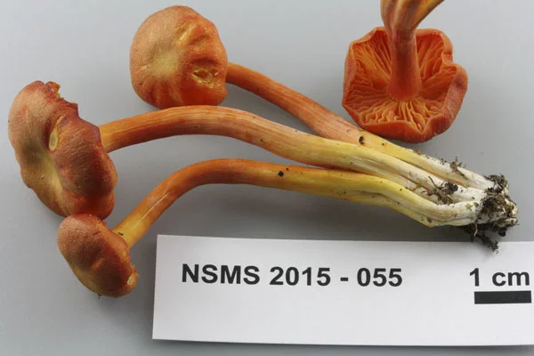 Hygrocybe miniata.jpg