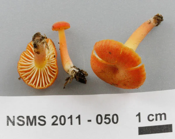 Hygrocybe squamulosa.jpg