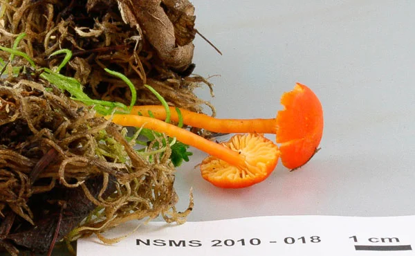 Hygrocybe turunda.jpg