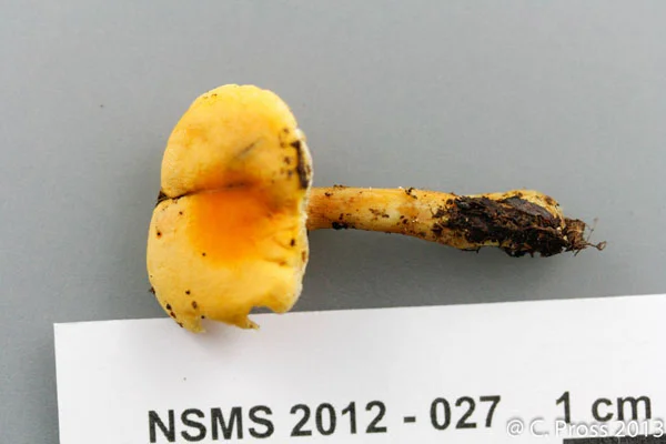 Hygrophoropsis aurantiaca cap.jpg