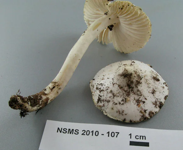 Hygrophorus eburneus.jpg