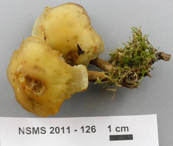 Hypholoma capnoides caps