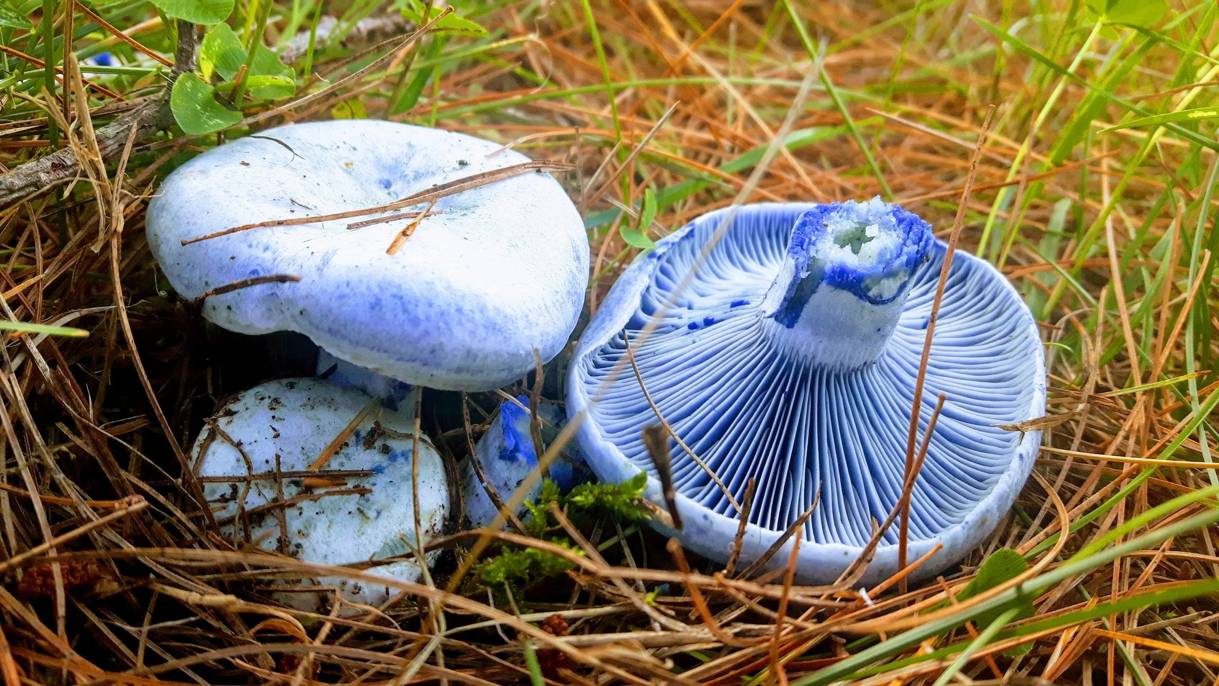 The Great North American FungiQuest 2022
