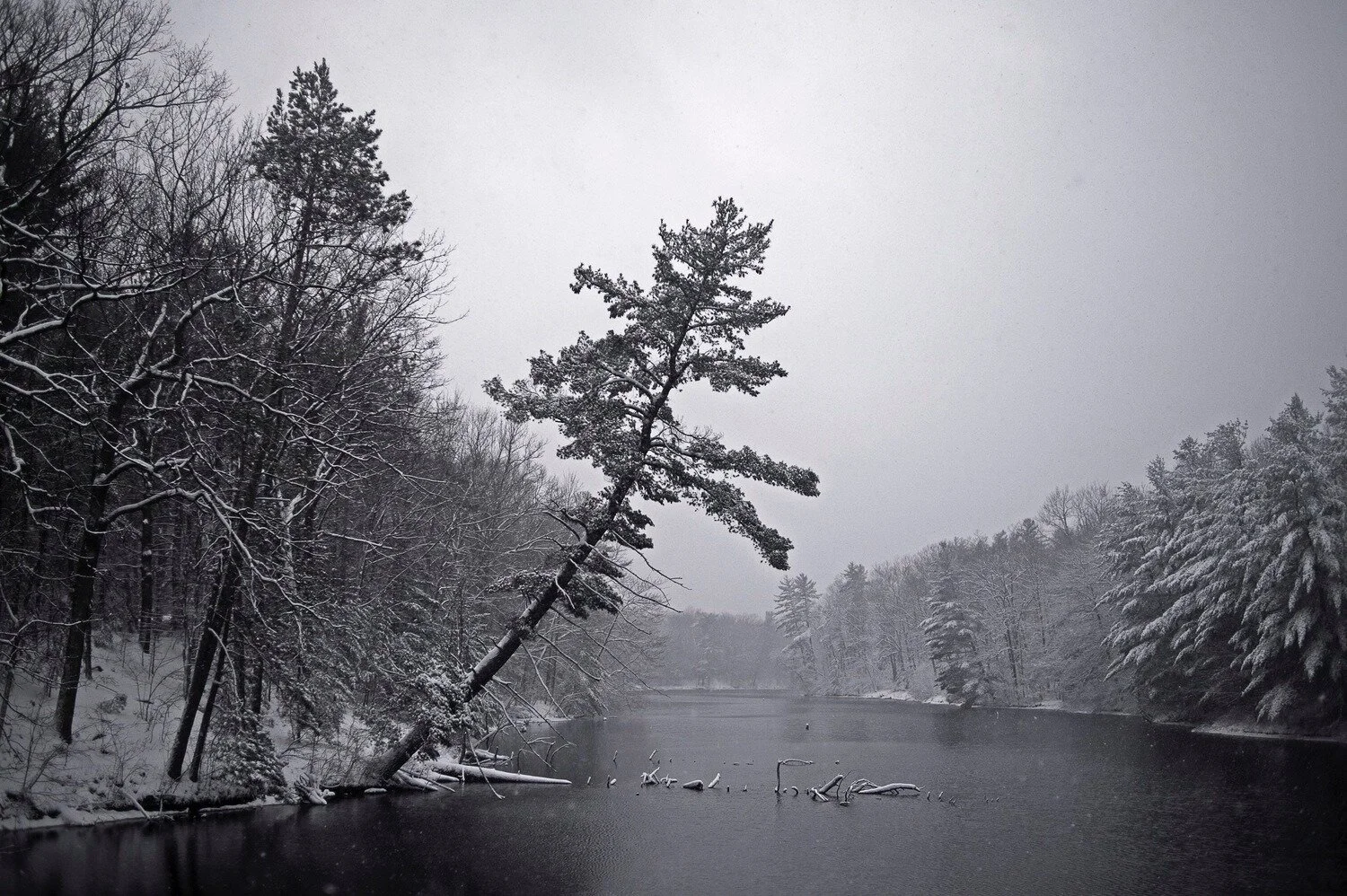 "Snowy Trees" Print by Erin Kirkland