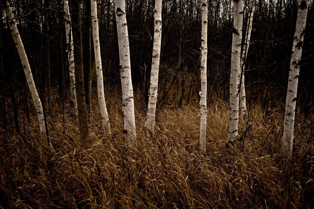 "Birch Trees" Print by Erin Kirkland