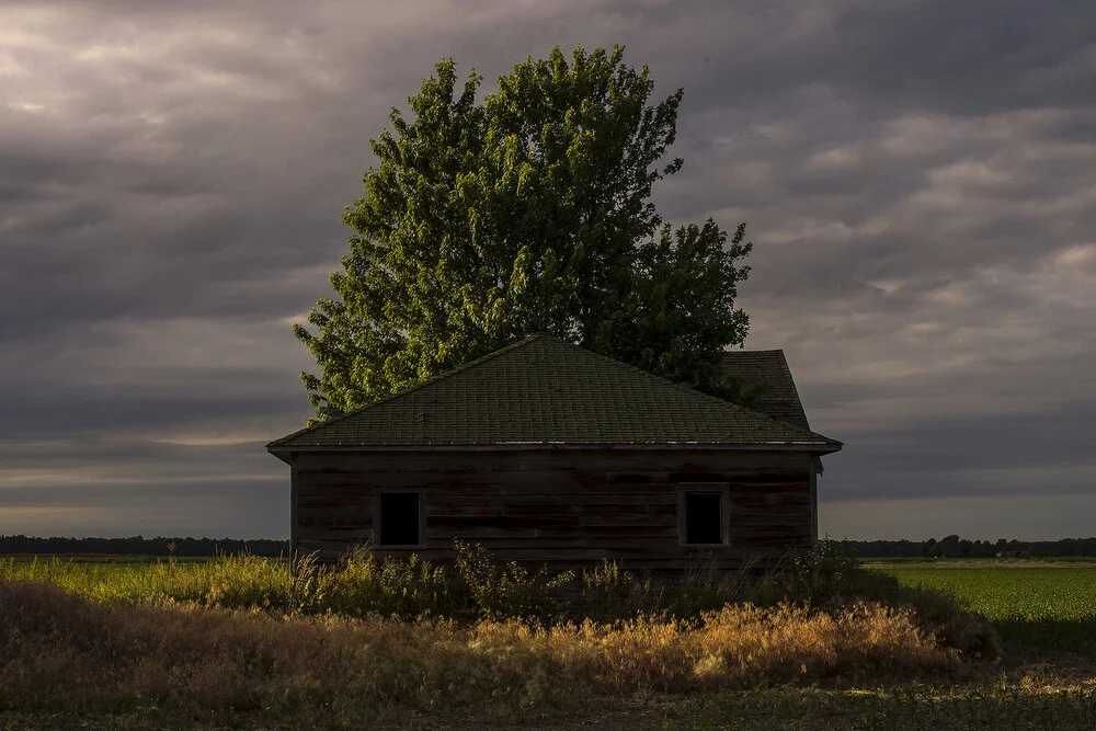 "A Tree Grows in Midland" Print by Erin Kirkland