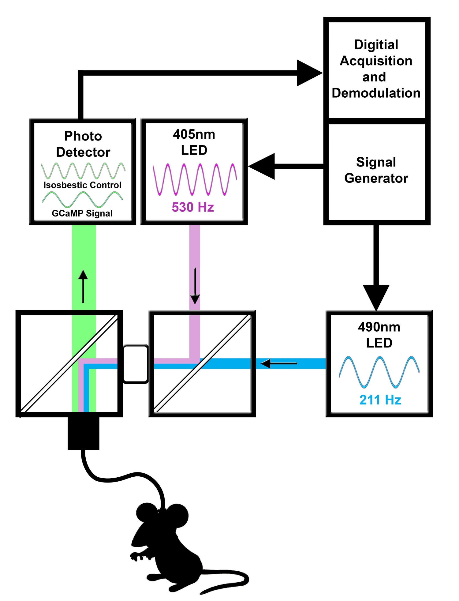 GCAMP Flow Diagram.jpg