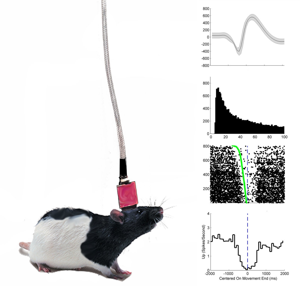 Ephys.jpg