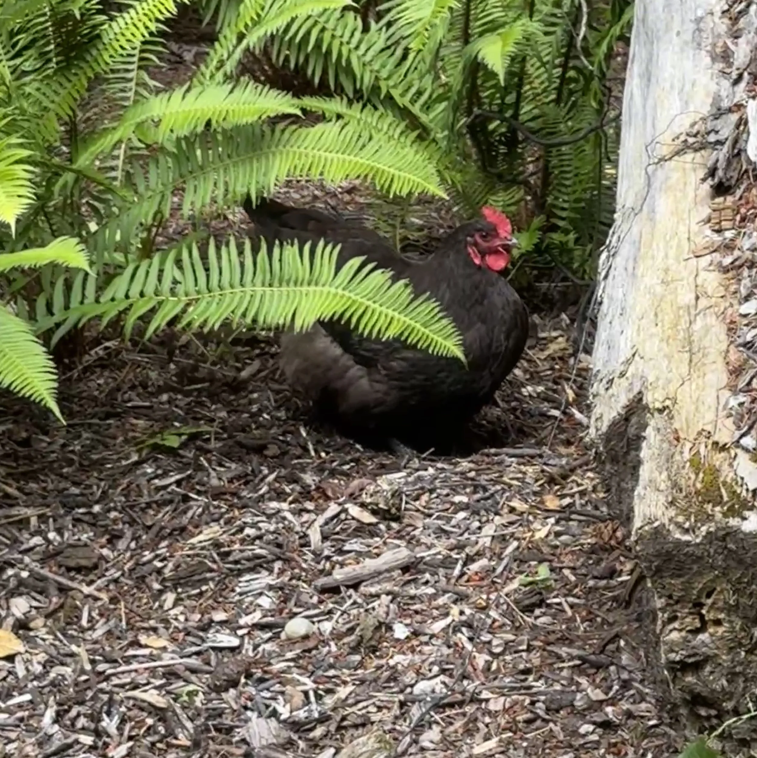 neighbors chicken loves our garden