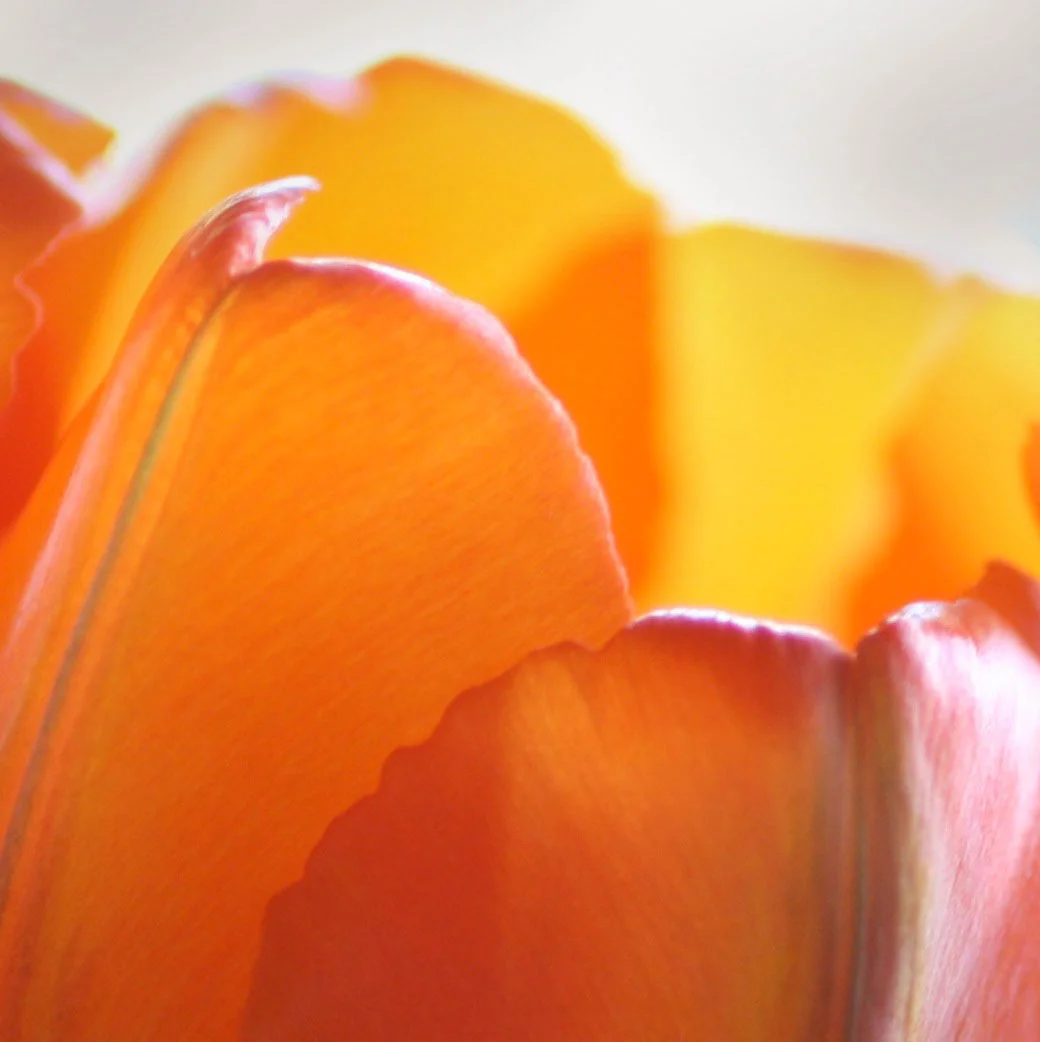 5_Orange-tulips-square_rgb_opt_web.jpg