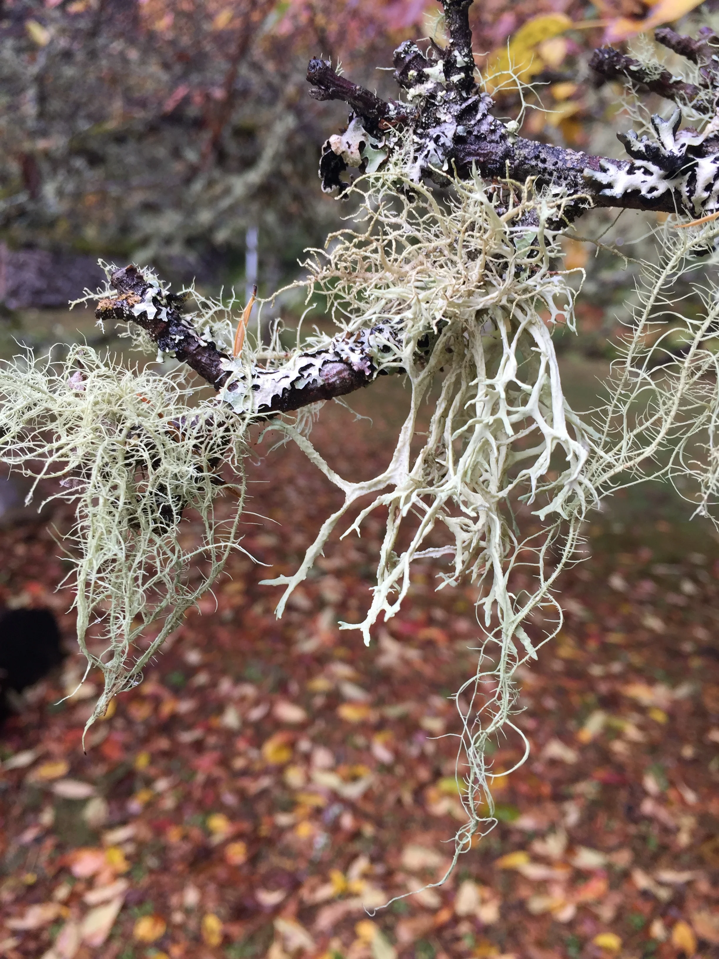 Things I Love – Dripping Moss