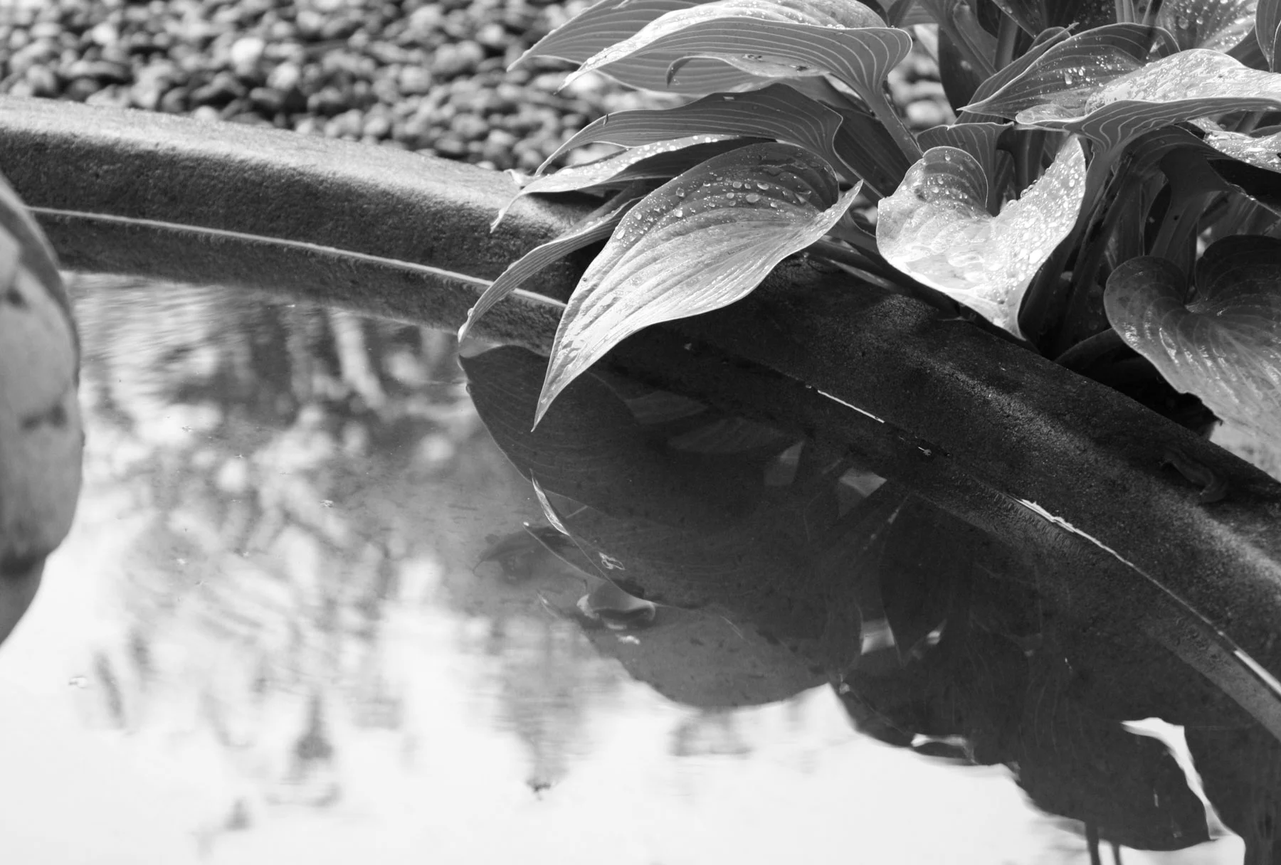 Rain-on-fountain-b&w.jpg