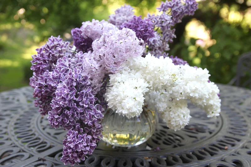 Lilac1b_5.19.jpg