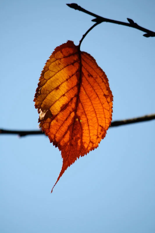 Red-Leaf.jpg