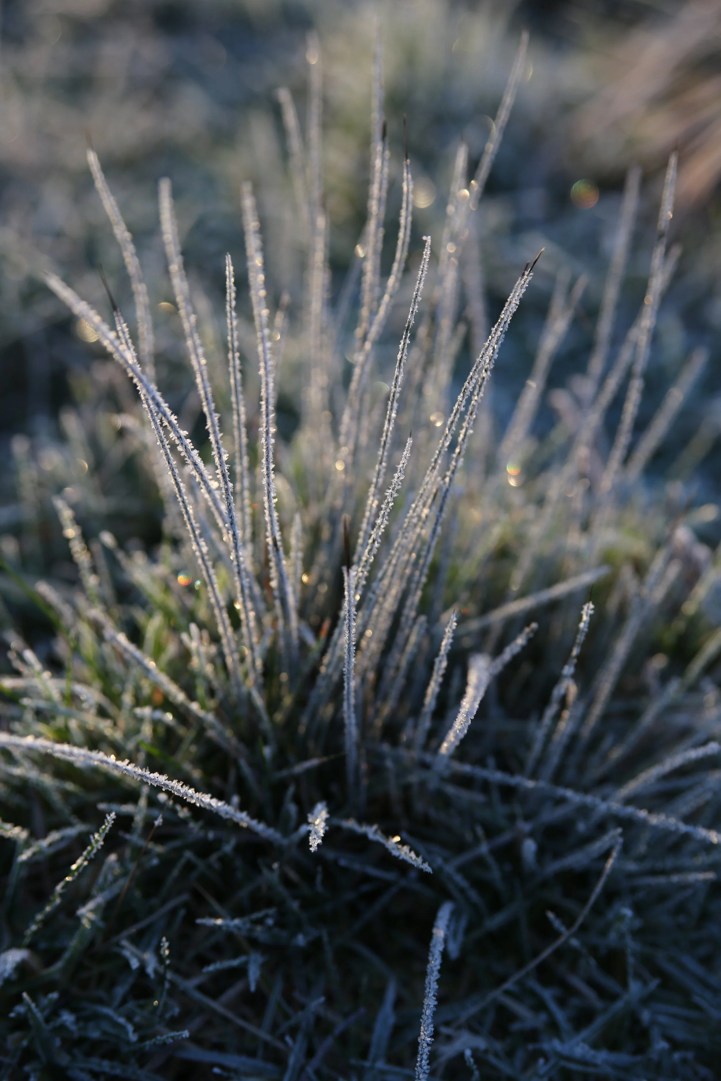 Frosty Grass clump copy.jpeg