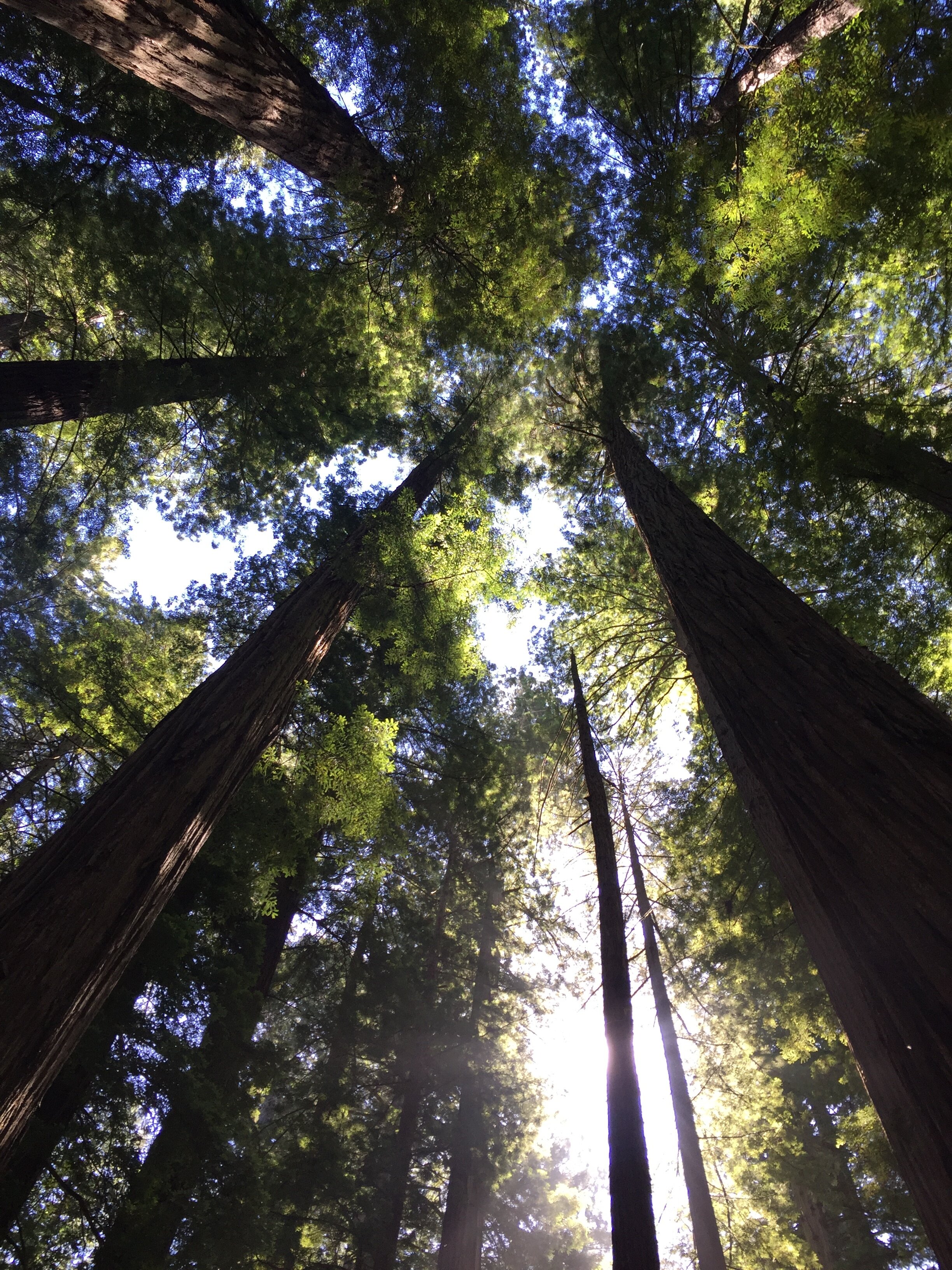 Poetry Challenge Day 25: Tree