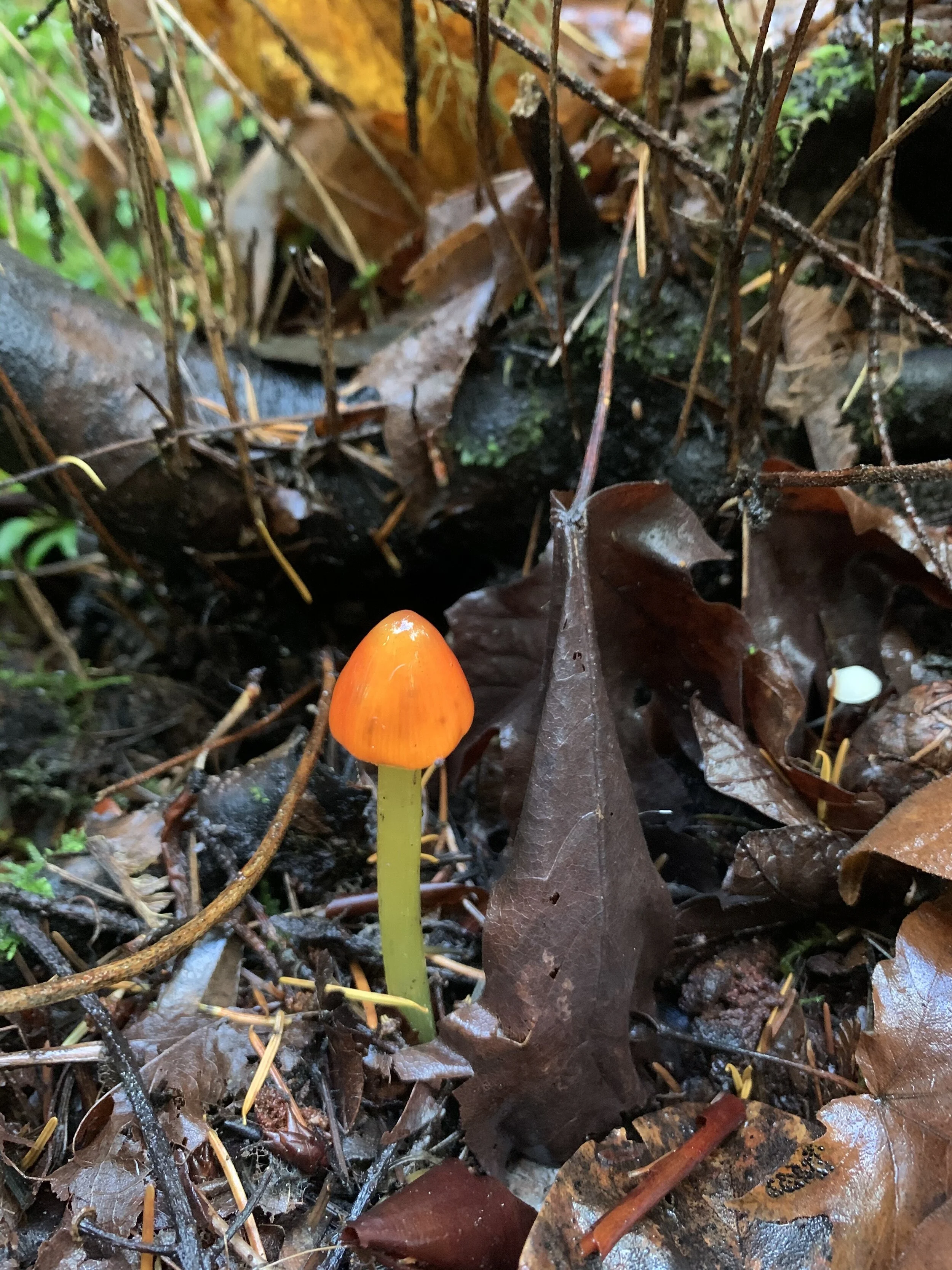 Woodland Treasure