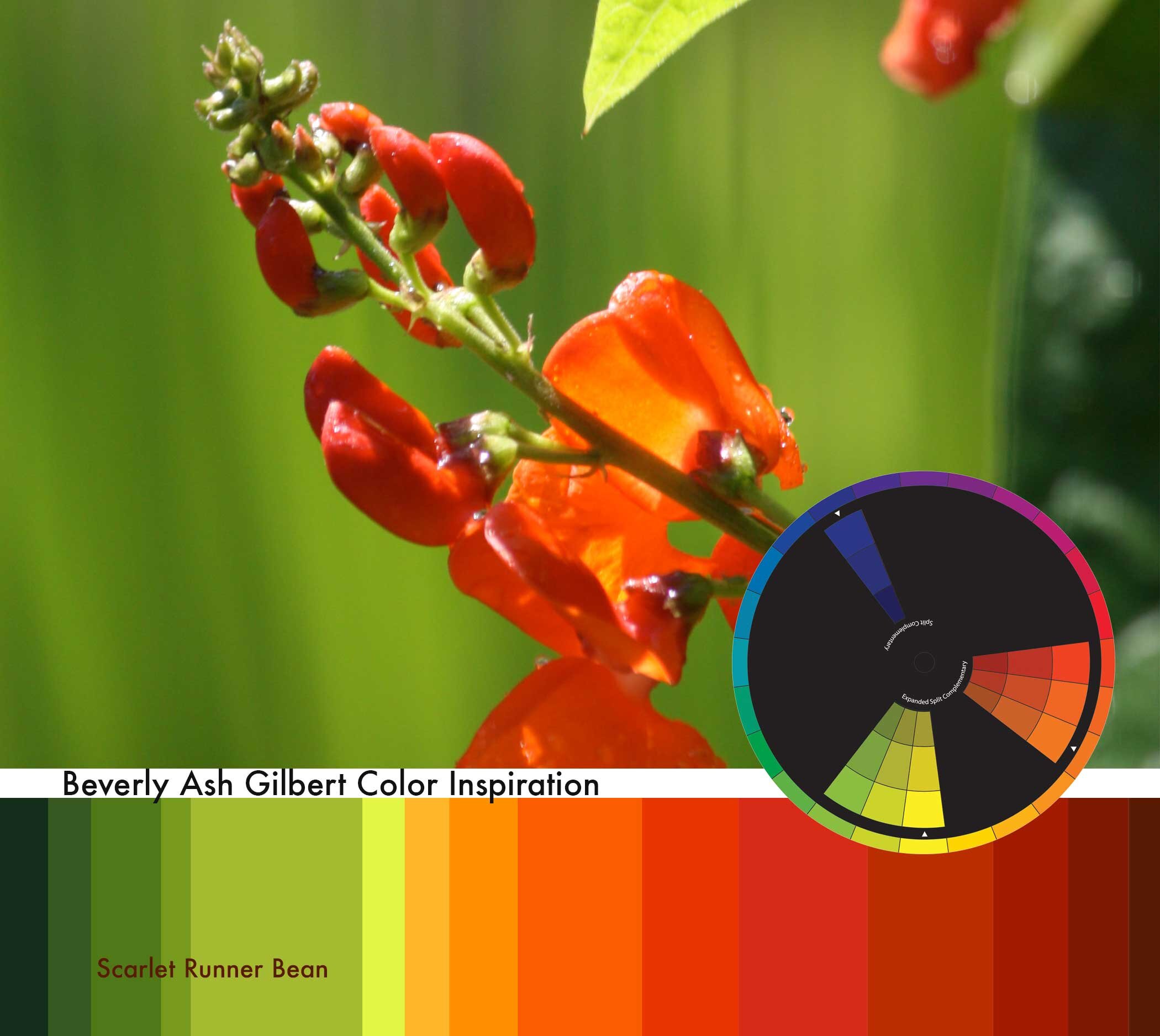 ColorInspiration_ScarletRunnerBean_small.jpg