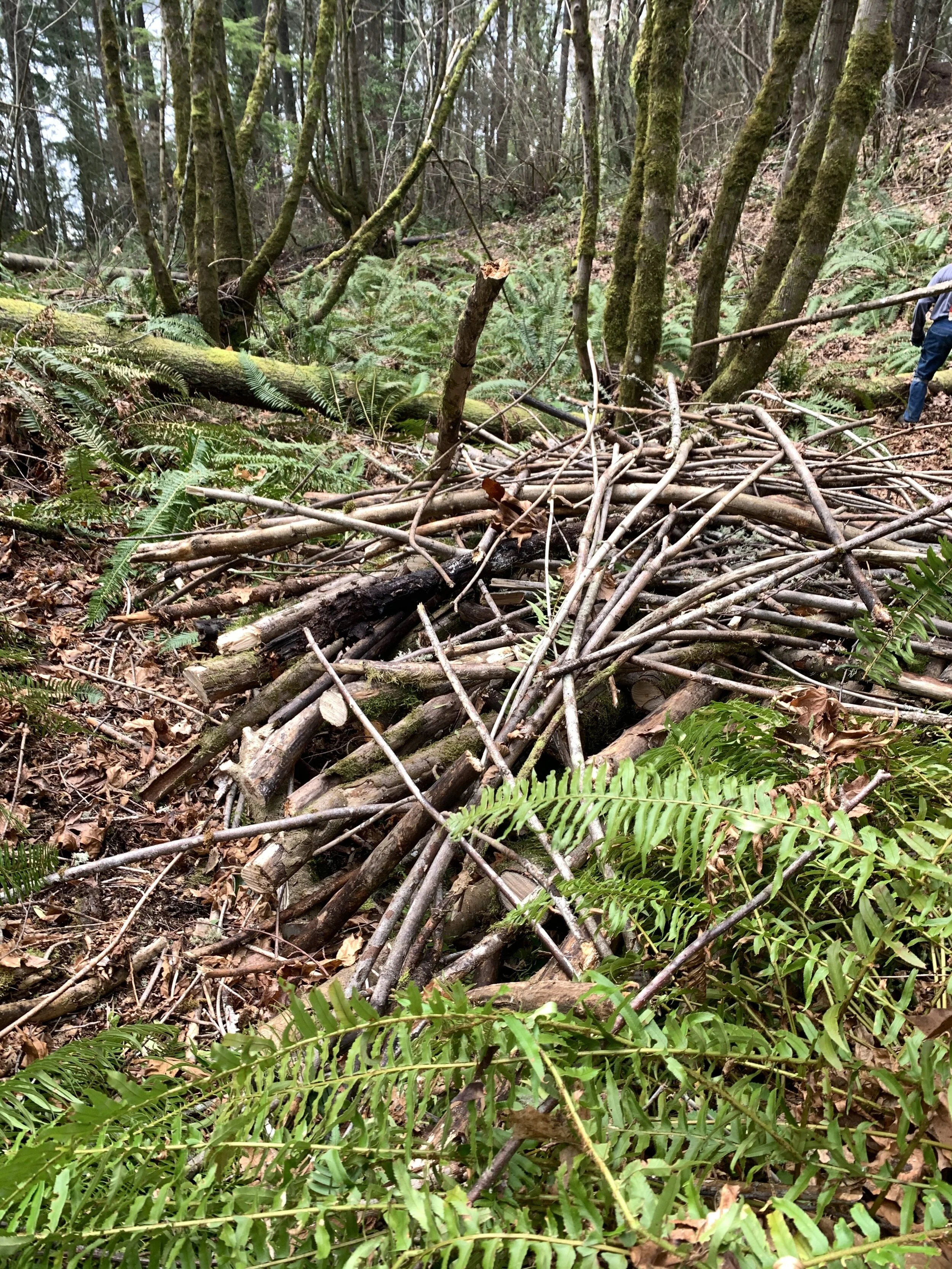 Building Habitat in the Forest