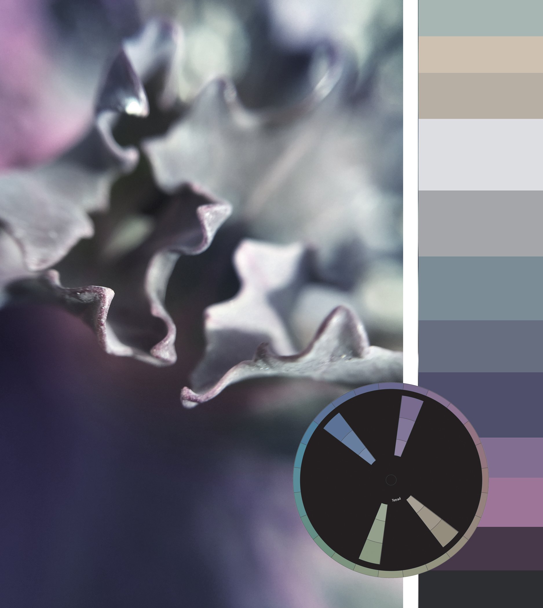 Color Inspiration_PurpleLichen_New.jpg