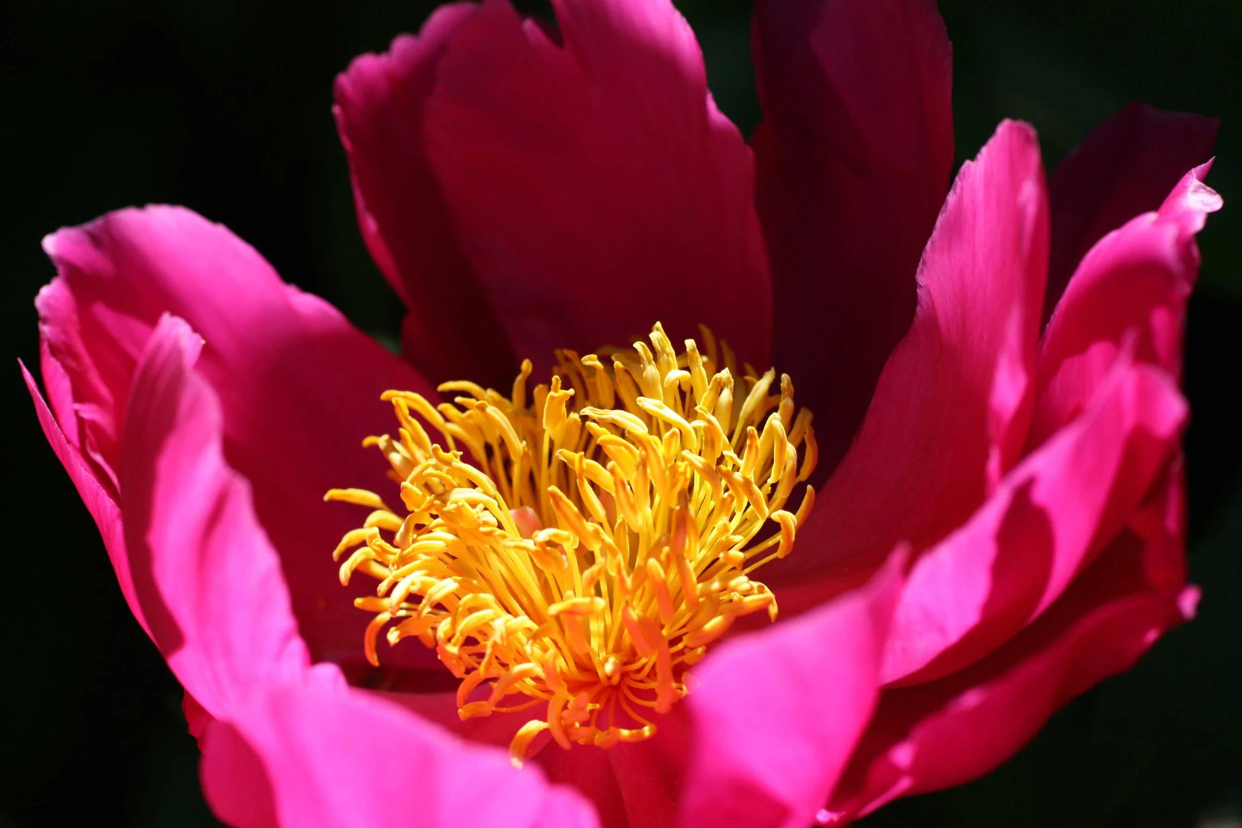 Some saturated palettes for you to play around with