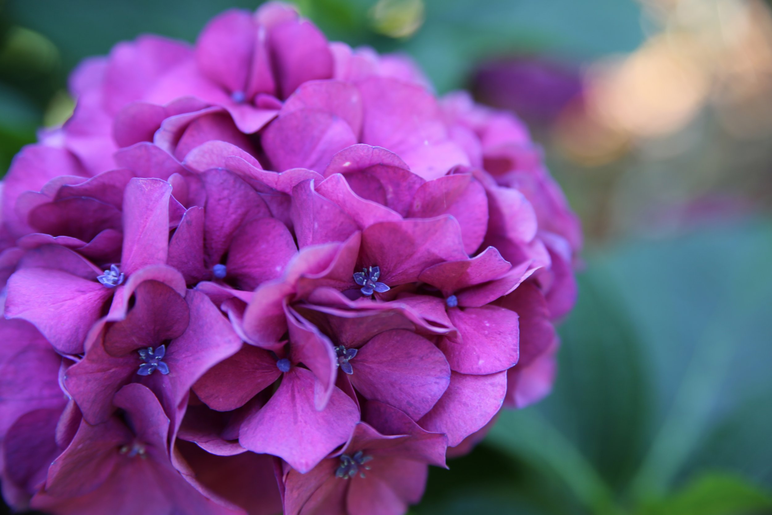 Joyful Color Harmony - Magenta Hydrangea