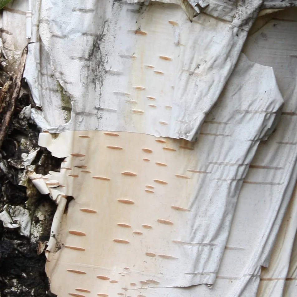 Texture bark white.jpg